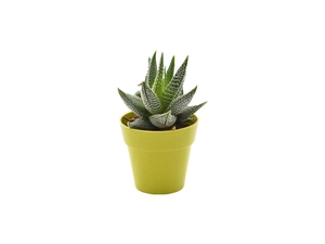 Plante en pot de bambou diamètre 6 cm - plante au choix personnalisable