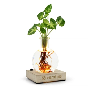 Plante vase avec socle lumineux personnalisable