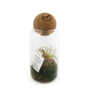 Terrarium avec boule en liège avec Tillandsia personnalisable