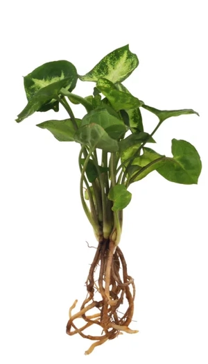 Plante vase avec socle lumineux personnalisable