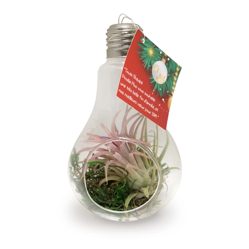 image du produit Ampoule tillandsia personnalisable