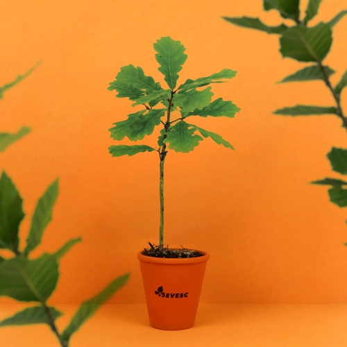 image du produit Plant d'arbre résineux pot terre cuite