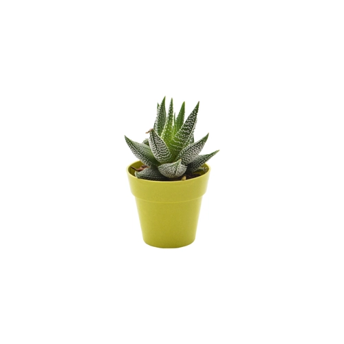 image du produit Plante en pot de bambou diamètre 6 cm - plante au choix