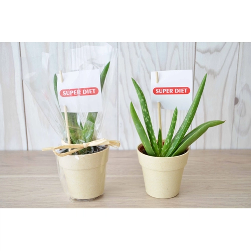 image du produit Plante en pot de bambou diamètre 6 cm - plante au choix