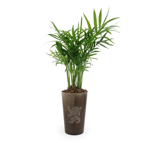 image du produit Plante grand Gob'lin fabriquée à partir de lin des flandres