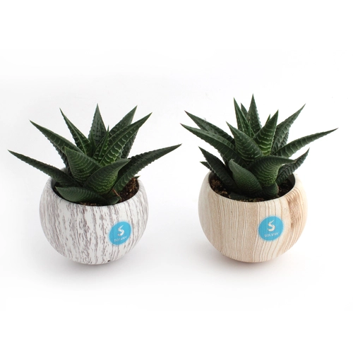 image du produit Plante pot céramique aimanté effet bois