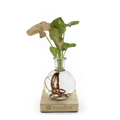 image du produit Plante vase avec socle lumineux