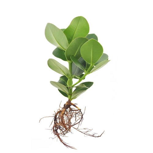 image du produit Plante vase avec socle lumineux