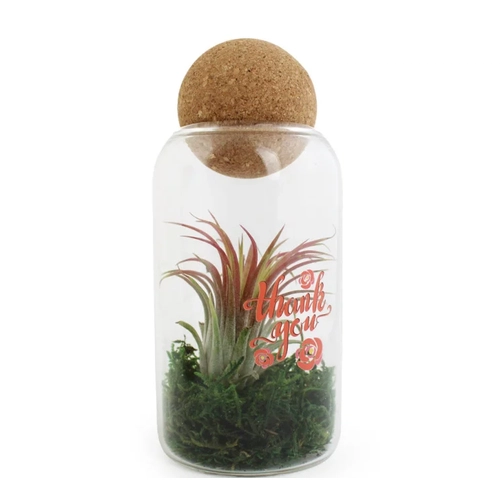 image du produit Terrarium avec boule en liège avec Tillandsia