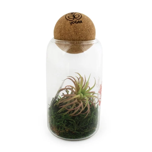 image du produit Terrarium avec boule en liège avec Tillandsia